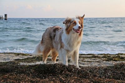 View of dog on beach