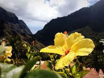 Close-up of yellow flowers blooming outdoors