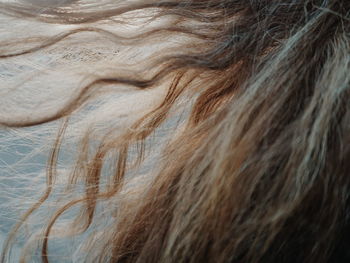 Close-up of woman hair