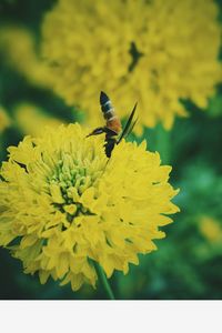 Close-up of insect on yellow flower