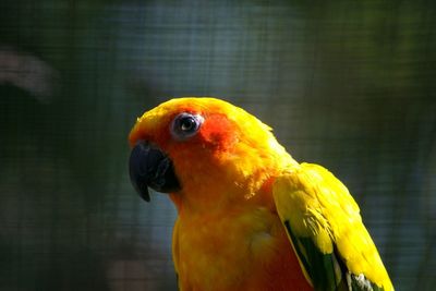 Close-up of parrot in cage