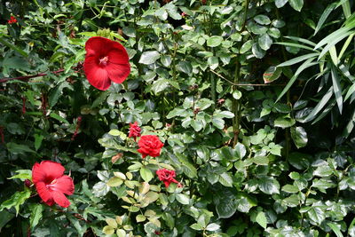 Close-up of red flowering plant