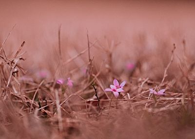 Close-up of pink flowering plant on land