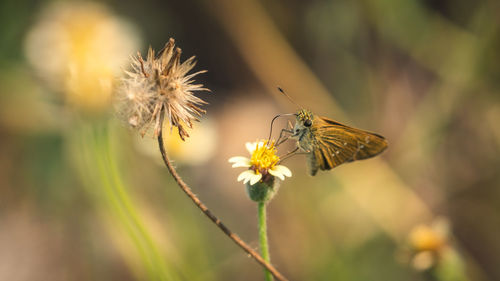 Close-up of butterfly pollinating on flower