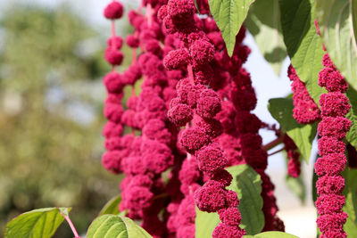 Close-up of pink flowering plant