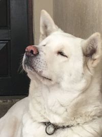 Close-up of a dog looking away