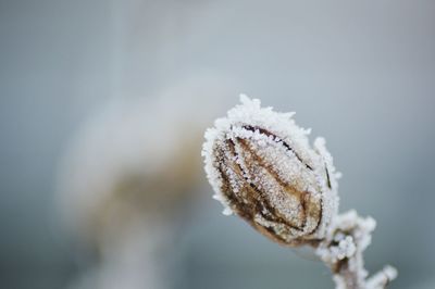 Close-up of frozen plant