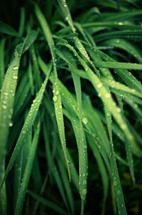 Close-up of wet grass during rainy season