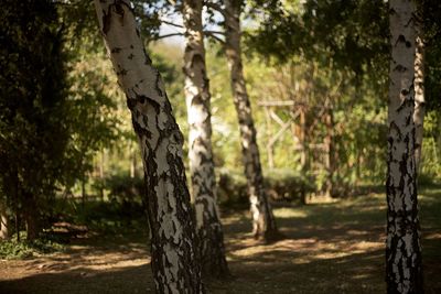 Trees in forest