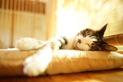 Portrait of brown tabby cat portrait in woody room