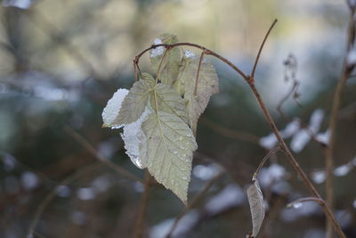 Close-up of dried plant during winter