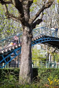 Trees in park