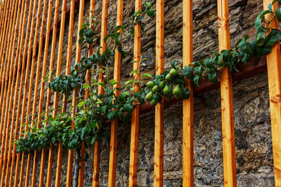 Low angle view of plants growing in container