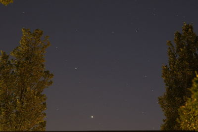 Low angle view of trees against sky at night