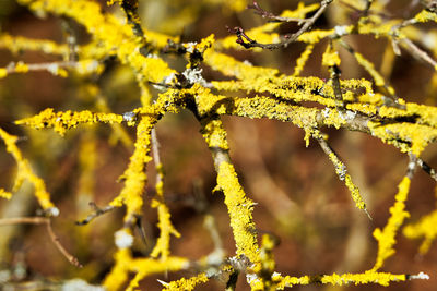 Close-up of yellow flowering plant