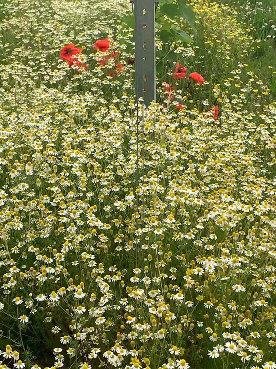 FLOWERING PLANTS IN BLOOM