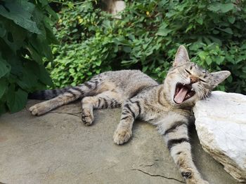 Close-up of a cat yawning