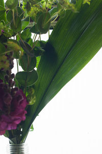 Close-up of leaves