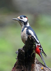 Close-up of bird perching outdoors