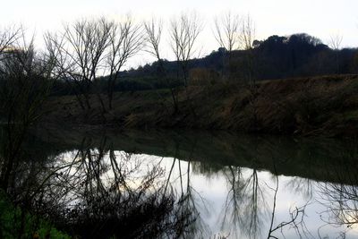 Reflection of trees in lake