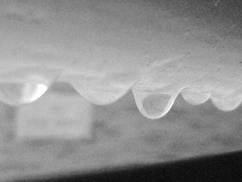 Close-up of plant against white background