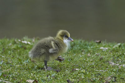 Close-up of a bird on field