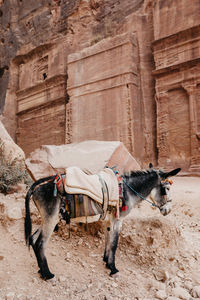 Donkey standing by rock on land