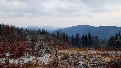 Plants growing on land against sky