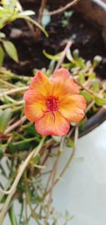 Close-up of red flower