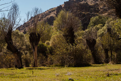 Trees on grassy field against clear sky