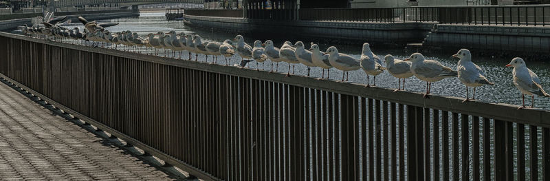 Birds on water