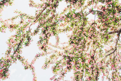 Low angle view of pink flowers on branch