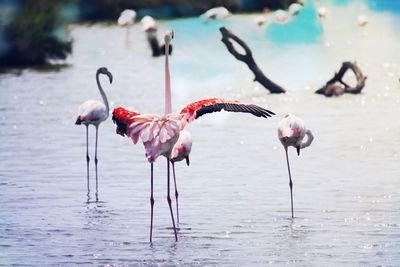 View of birds in lake