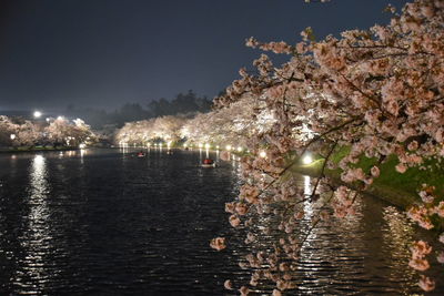 Illuminated cherry tree by sea against sky at night