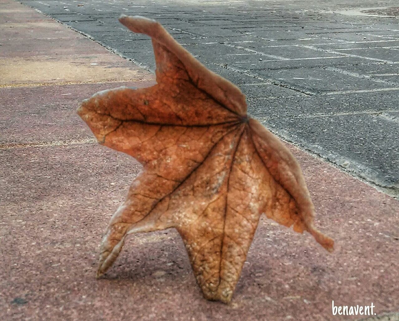 water, high angle view, close-up, street, outdoors, day, sidewalk, no people, wet, nature, leaf, sunlight, sand, ground, beach, focus on foreground, dry, shadow, asphalt, road