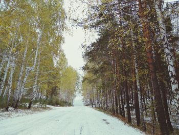 Road amidst trees during winter