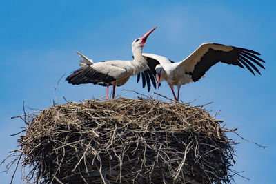 Close-up of white storks perching on bird nest against clear sky