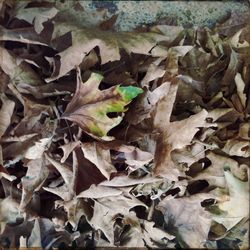 Full frame shot of dry leaves