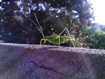 Close-up of insect on leaf