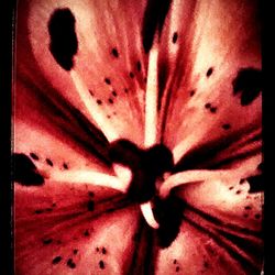 Extreme close up of red flower