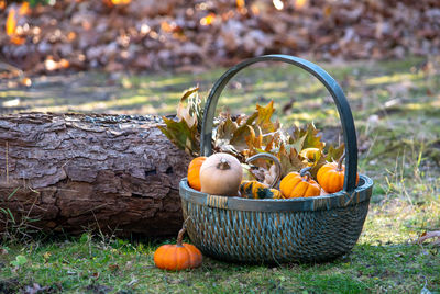 Close-up of pumpkins on field