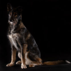 Portrait of a dog looking away
