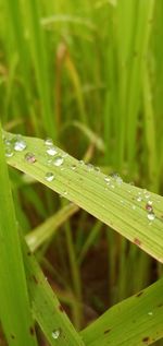 Close-up of water drops on blade of grass