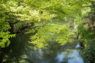 Scenic view of lake in forest