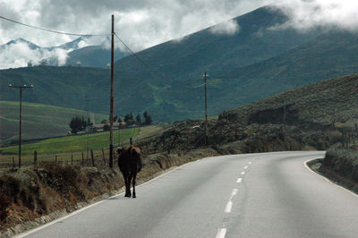 Cow standing on road against mountains