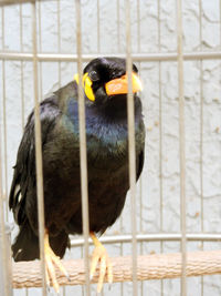 Close-up of parrot perching in cage