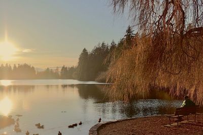 Swans swimming in lake against sky during sunset