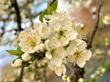 Close-up of white plum blossoms in spring