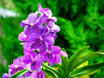 Close-up of purple flowers blooming