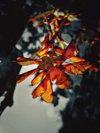 Close-up of autumnal leaves against blurred background